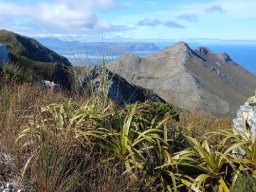 Tetraria thermalis, the bergpalmiet above Hermanus